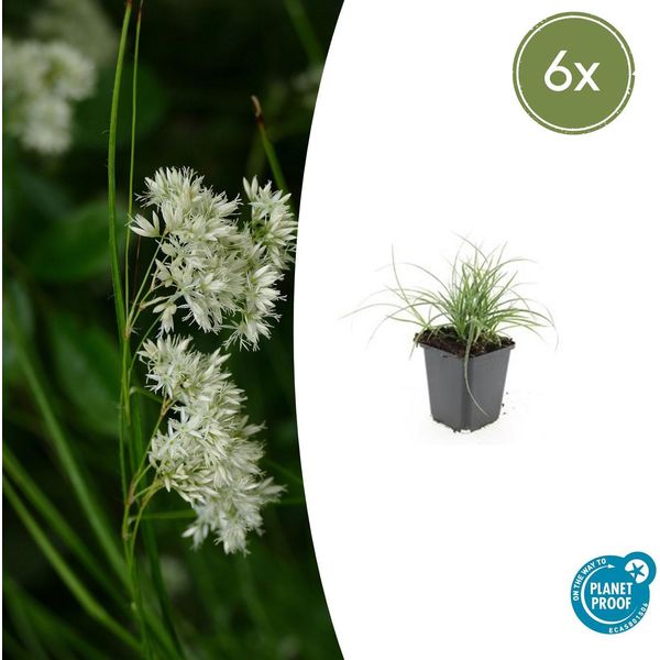 Luzula Nivea Bianca Come La Neve – ↕10-25 Cm – Ø9 Cm – 6 Piante – Coprisuolo Sempreverde – Aiuole Ombreggiate E Giardini Rocciosi – Resistente Al Freddo E Facile Da Curare-image