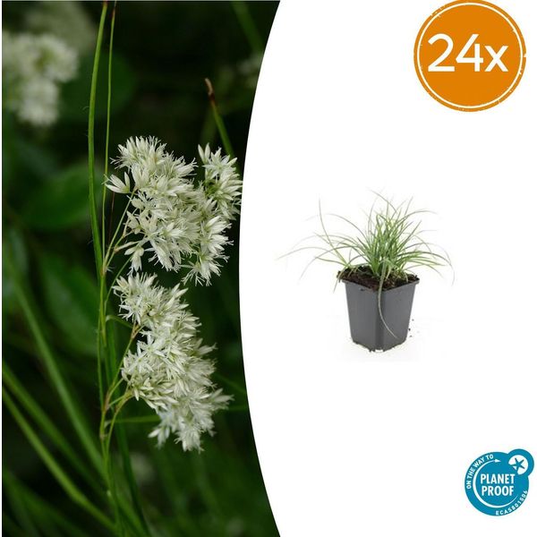 Luzula Nivea – Luzula Nivea – 24 Piante – 9 Cm – Coprisuolo Sempreverde – ↕10–25 Cm – Resistente Al Freddo E Facile Da Curare – Ideale Per Zone Ombreggiate, Aiuole E Giardini Rocciosi-image
