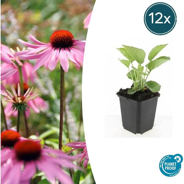 Echinacea P. 'Magnus' A Fioritura Rossa – ↕10-25 Cm – Ø9 Cm – 12 Piante – Piante Perenni Resistenti Al Freddo – Adatte Alle Api E Alle Farfalle – Per Aiuole E Tappeti Di Fiori Selvatici-image