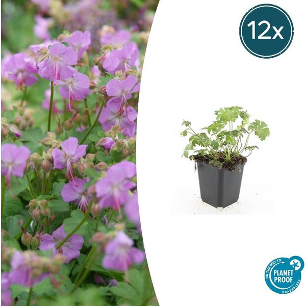 Geranio Geranium Cantabrigiense 'Cambridge' – ↕10-25 Cm – Ø9 Cm – 12 Piante – Coprisuolo E Pianta Perenne Con Fiori Rosa – Resistente Al Freddo, Facile Da Curare E Amica Delle Api-image