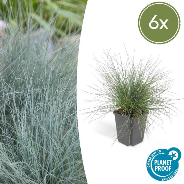 Fescella Blu – Festuca Glauca 'Elijah Blue' – ↕10-25 Cm – Ø9 Cm – 6 Piante – Erba Ornamentale – Erba Blu-Grigia – Facile Da Curare E Resistente Al Freddo – Giardini Rocciosi E Aiuole-image