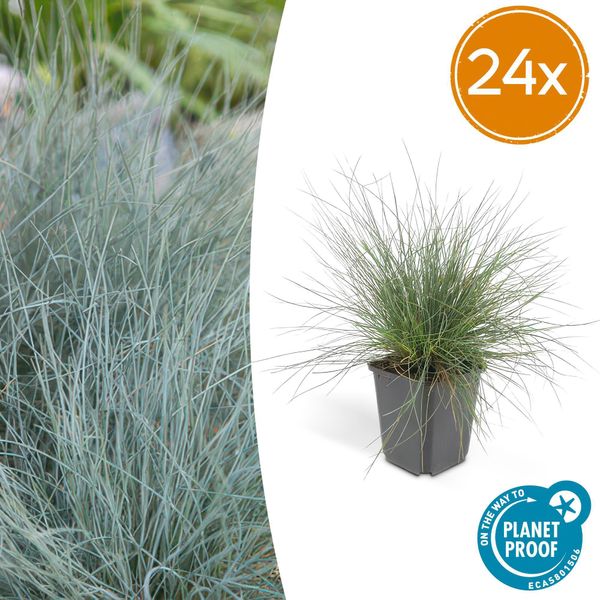 Festuca Glauca 'Elijah Bleu' – 24 Piante – ↕10-25 Cm – Ø9 Cm – Erba Ornamentale Blu – Facile Da Curare E Resistente Al Freddo-image
