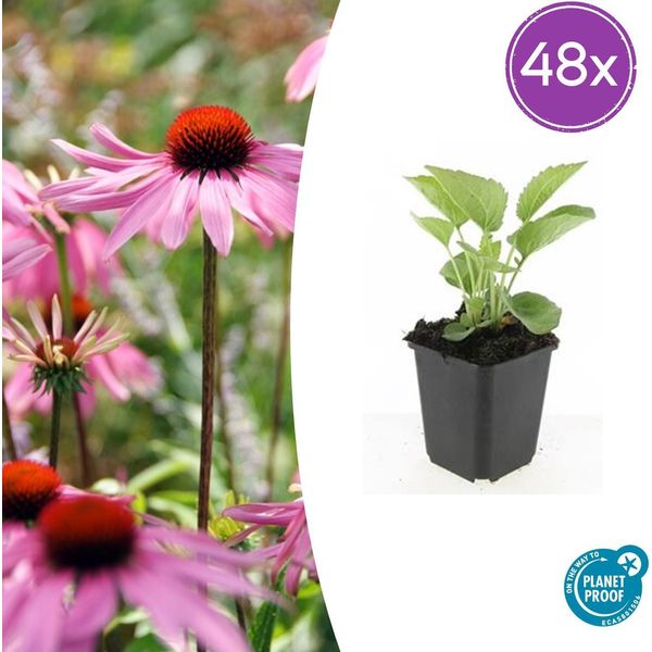 Echinacea Purpurea 'Magnus' – 48 Piante – ↕10-25 Cm – Ø9 Cm – Cappello Da Sole Viola – Pianta Perenne Resistente Al Freddo – Api E Farfalle – Facile Da Curare-image
