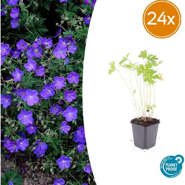 Geranio 'Johnson's Blue' – 24 Piante – ↕10-25 Cm – Ø9 Cm – Fiori Estivi Blu Brillante – Resistente Al Freddo E Facile Da Curare – Per Aiuole, Bordure E Giardini Rocciosi-image