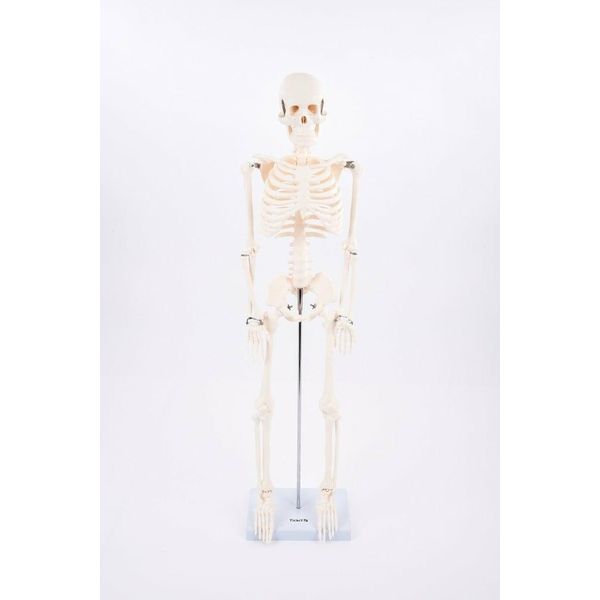 Tickit Giocattolo Educativo Scheletro Mezzo Tubo Modello Anatomia Bambini-image