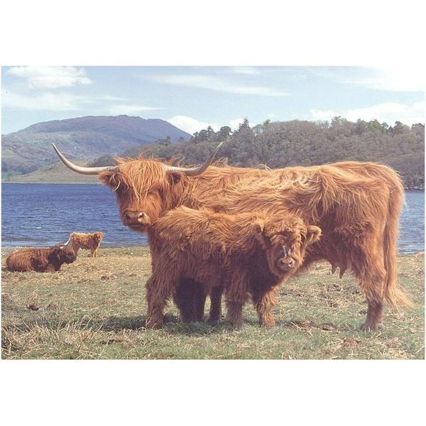 Casa Del Puzzle Highlanders 1000 Pezzi Paesaggio Di Cartone-image