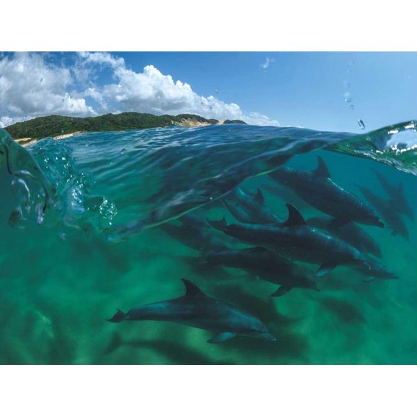 Puzzle Della New York Puzzle Company Bottlenose Dolphins - 1000 Pezzi-image