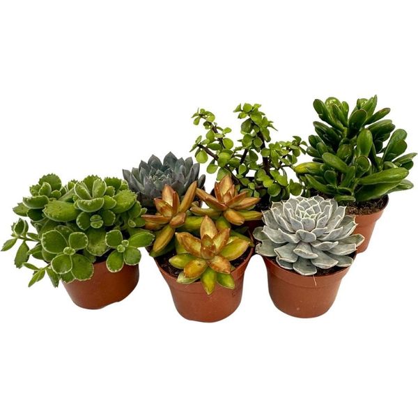 Piante Succulente - 6 Pezzi - Succulent Mix - Altezza 15-20Cm - ⌀10,5Cm-image