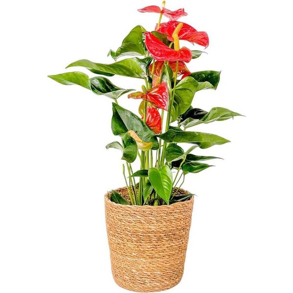 Anturio - Anthurium 'Madural Orange' - Incluso Cestino - Altezza 55-70Cm - ø17Cm-image