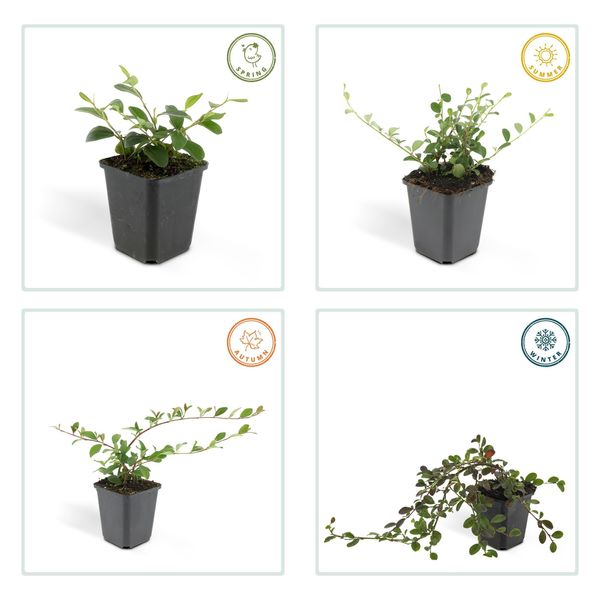 Copertura Del Terreno - Cotoneaster Dammeri - Cotoneaster A Tappeto - Vaso Da 9 Cm - Set Di 12 Piante-image