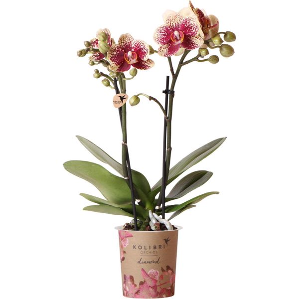 Orchidee Kolibri | Orchidea Phalaenopsis Giallo-Rossa - Spagna - Vaso Ø9Cm | Pianta Da Appartamento Fiorita - Fresca Di Coltivazione-image