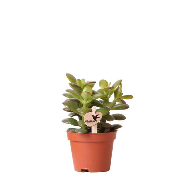 Kolibri Greens | Groene Pflanze - Succulenta Crassula Minor - Terriccio Ø6Cm - Pianta Verde Da Appartamento - Fresca Di Vivaio-image