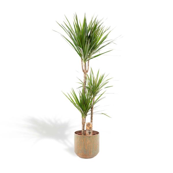 Dracaena Marginata Xxl Con Vaso In Metallo Verde - Dracaena - 120 Cm Di Altezza, ø21Cm - Grande Pianta Da Appartamento - Palma Tropicale - Purificatrice Dell'aria - Fresca Dal Vivaio-image