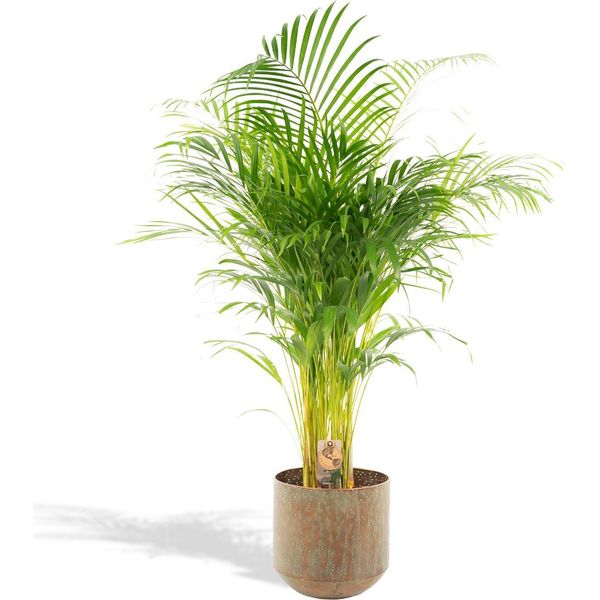 Palma Areca Met - ↨130Cm - Ø24Cm-image