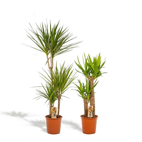 Hello Plants Piante Da Appartamento Dracaena Yucca - Vaso Ø 21 Cm - Altezza: 120 E 100 Cm-image