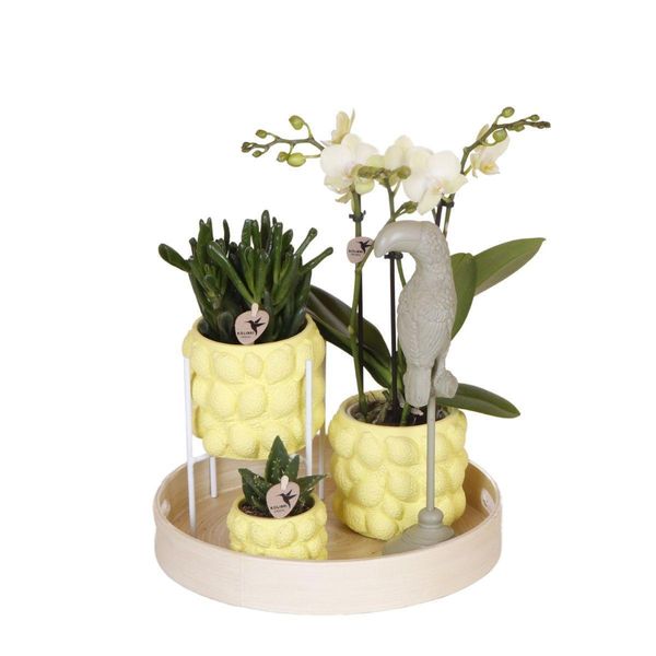 Set Regalo Dell'azienda Kolibri Set Di Piante Ottimiste Con Orchidea Phalaenopsis Arancione E Piante Grasse, Inclusi Vasi Decorativi In Vetroceramica-image
