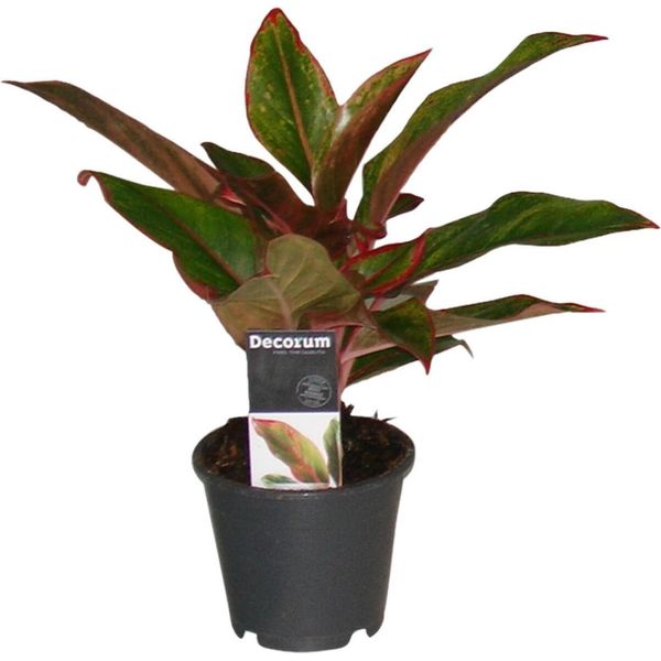 Hello Plants Aglaonema Kreta Filamento A Clessidra - Vaso Ø 12 Cm - Altezza: 30 Cm-image