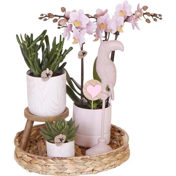 Orchidea Colibrì | Set Completo Di Piante Rosa | Piante Verdi Con Orchidea Rosa Phalaenopsis In Vaso Decorativo Rosa Vintage E Accessori-image