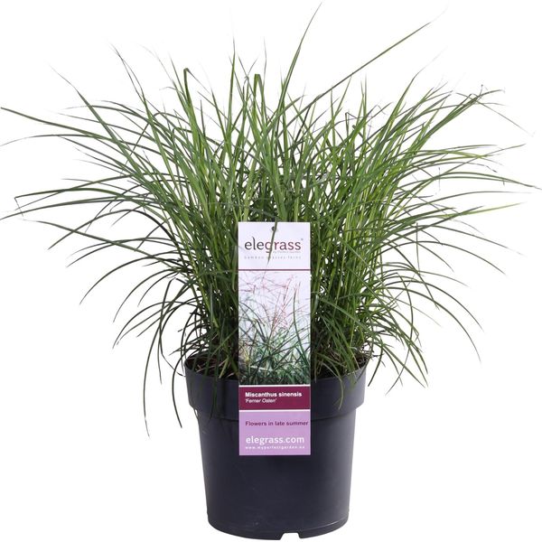 Hello Plants Miscanthus Sinensis Erba Ornamentale Di Canna Cinese Dell'estremo Oriente - Ø 23 Cm - Altezza: 60 Cm-image