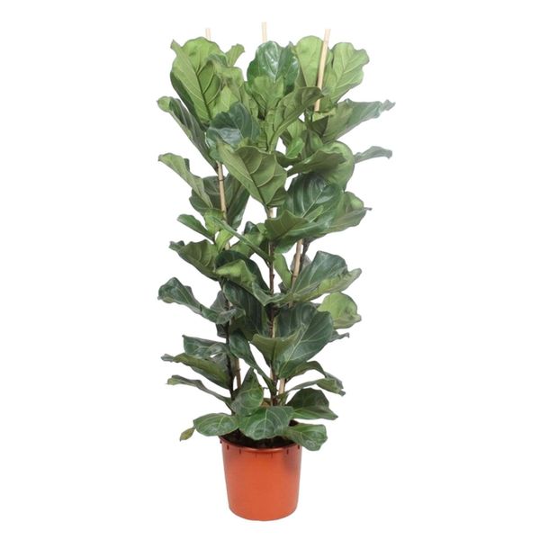 Ficus Lyrata Arbusto - 180 Cm - Ø34-image