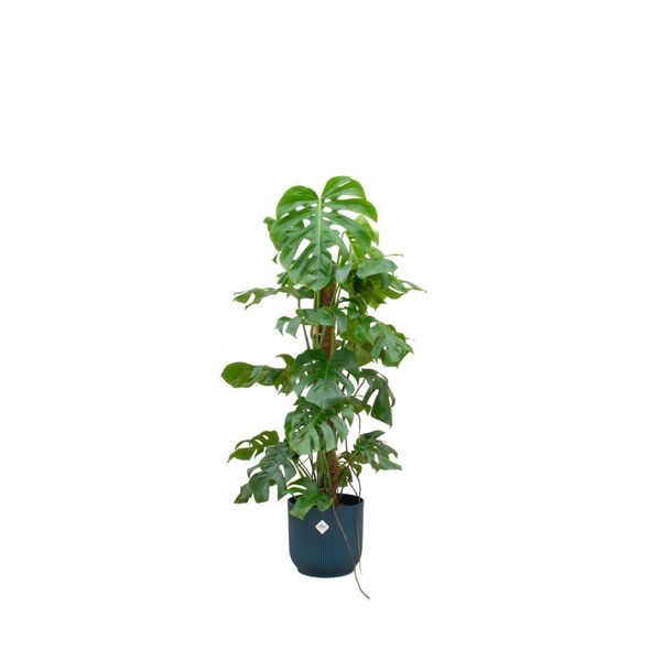 Combi Deal - Monstera Pertusum Xl Incluso Elho Vibes Fold Round Ø30 Blu - 120 Cm-image