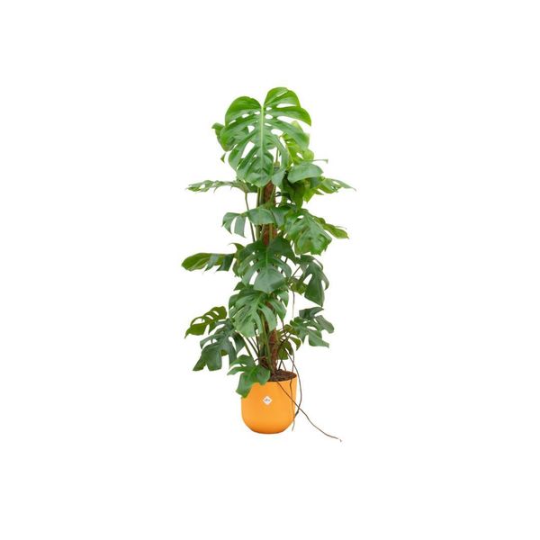Combi Deal - Monstera Pertusum Xl Inclusief Elho Jazz Round Geel Ø26 - 120 Cm-image