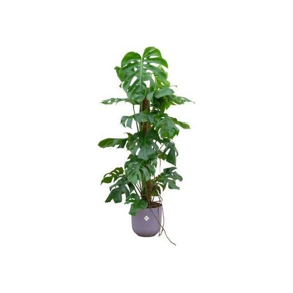 Combi Deal - Monstera Pertusum Xl Inclusief Elho Jazz Round Lila Ø26 - 120 Cm-image