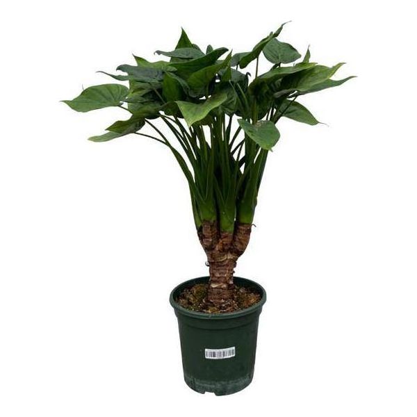 Alocasia Cucullatta - Foglia Di Freccia Di Rame - Pianta D'appartamento - ↕120 Cm - Ø26Cm-image