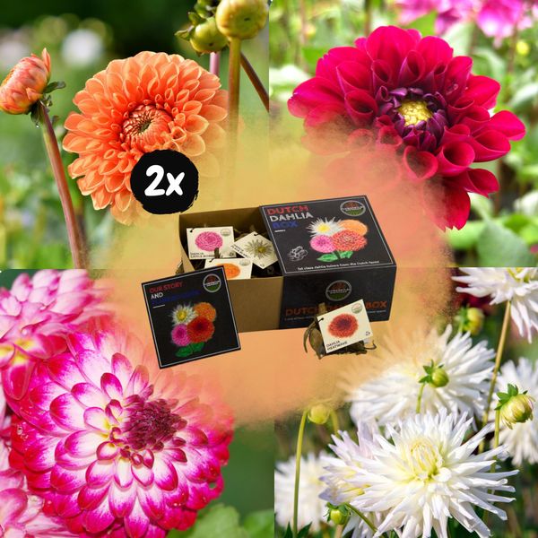 Bulbi Da Fiore - Scatola - Set Di 4 Dalie Olandesi - Per Oltre 1M²-image