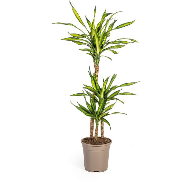 Dracaena Deremensis Rikki Pianta Da Appartamento Ø21Cm - Altezza 100Cm - Eleganza Verde Di Facile Manutenzione-image