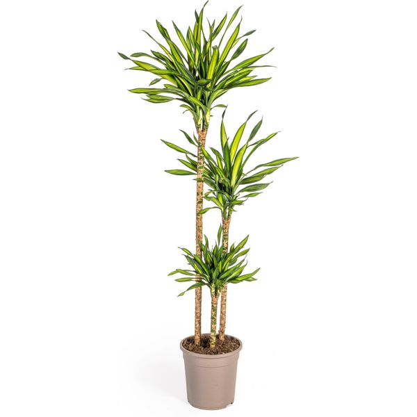Dracaena Deremensis Rikki Pianta Da Appartamento Ø24Cm - Altezza 140Cm, Pianta Elegante E Facile Da Curare-image