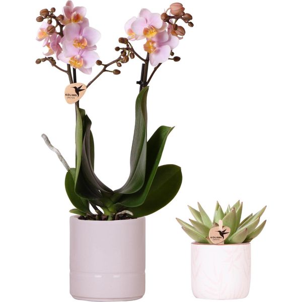 Kolibri Company | Set Di Piante San Valentino "Pastel Pink"" | Orchidea Phalaenopsis Rosa Del Portogallo E Pianta Grassa, Inclusi Vasi Decorativi In Ceramica"-image