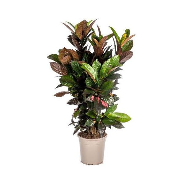 Codiaeum 'Croton' Iceton - Arbusto Meraviglioso - Pianta D'appartamento - Ø 24 Cm - Altezza 80-100 Cm - Foglie Colorate E Coriacee - Ideale Per Ambienti Luminosi-image