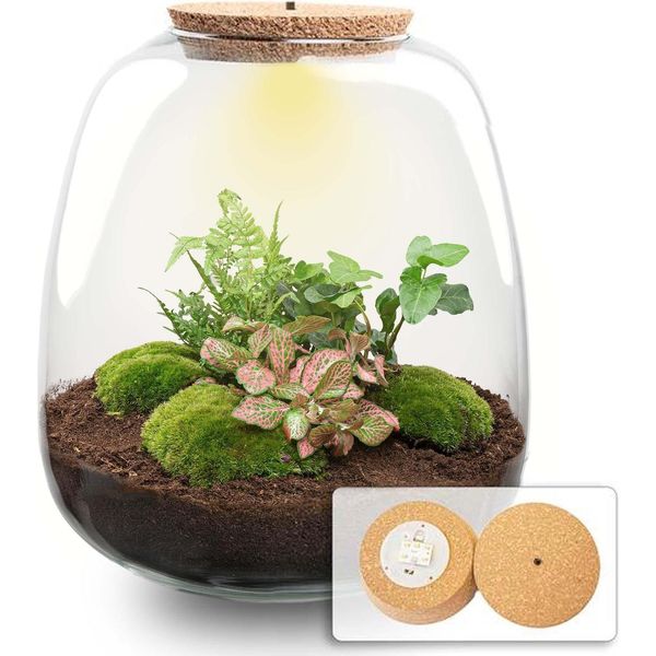 Set Da Giardino In Bottiglia Fai Da Te Emma - Terrario Con Led - Ø23Cm - Altezza 25Cm - Incl. Hedera Pink, Muschio, Terriccio E Istruzioni - Mini Ecosistema Autosufficiente-image