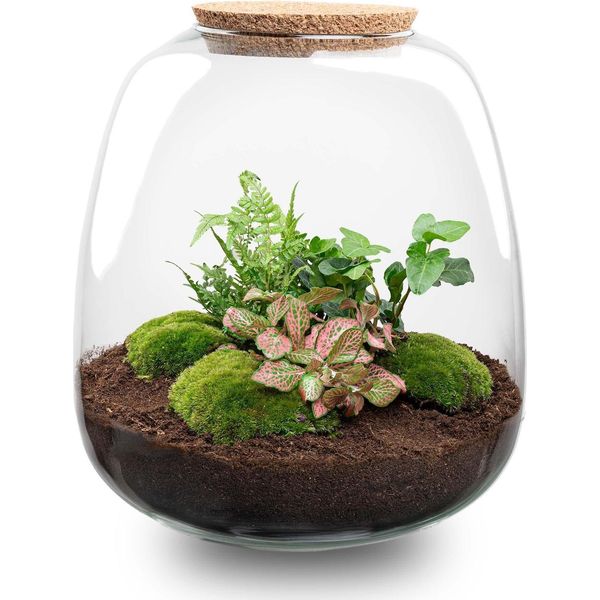 Set Da Giardino In Bottiglia Emma - Terrario Ø23Cm - Altezza 25Cm - Con Hedera Pink, Muschio, Terriccio E Istruzioni - Terrario Chiuso Per Piante - Regalo Sostenibile-image