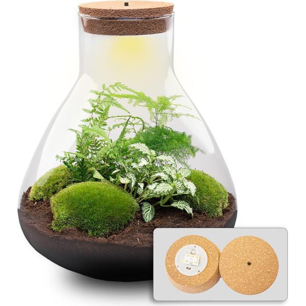 Terrario Da Giardino In Bottiglia Fai Da Te Sam Xl 35Cm Con Led - Terrario Autosufficiente Con Fittonia, Asparagi, Felci E Muschio - Mini Giungla Sostenibile Per Casa E Ufficio-image