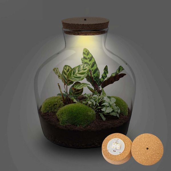 Terrario In Bottiglia Fat Joe - Kit Fai Da Te + Led - Mini Giungla Per Casa E Ufficio - Fai Da Te E Sostenibile - ↑30Cm-image