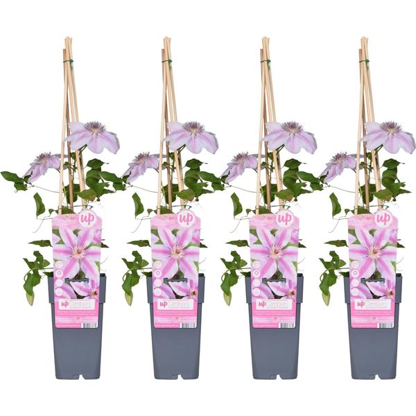 Clematis 'Nelly Moser' - 4 Piante - Pianta Rampicante - Vaso Da 15 Cm - Altezza 65 Cm Circa - Fioritura Doppia - Fiori Bianchi Con Strisce Rosa - Per Recinzione, Pergola E Traliccio-image