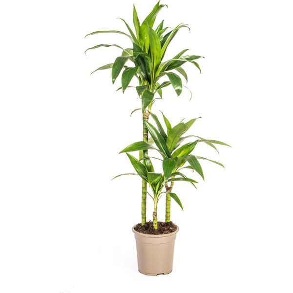Drago - Dracaena Deremensis Lisa - Pianta D'appartamento - Ø21Cm - Altezza 90-110Cm - Foglie Lucide Verde Scuro - Facile Da Curare Ed Elegante - Per Il Soggiorno E L'ufficio-image