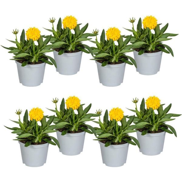 Coreopsis Grandiflora - Ø13 Cm - Altezza 25-35 Cm - 8 Piante - Perenne Gialla Per Aiuole Soleggiate - Fioritura Estiva - Pianta Rustica In Assortimento-image