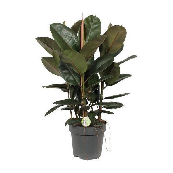 Ficus Robusta - Albero Della Gomma - Pianta D'appartamento - Ø27Cm - ↕90Cm - Grande Pianta Sempreverde Con Foglie Lucide Per Soggiorno E Ufficio-image