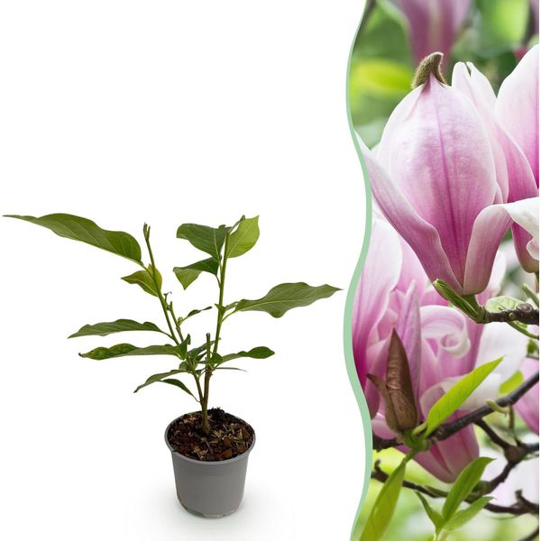 Magnolia George Henry Kern – 12 Cm – Altezza Circa 30 Cm – Fiori Profumati Rosa – Arbusto Ornamentale Deciduo – Facile Da Curare Per Aiuole, Balconi E Terrazze-image