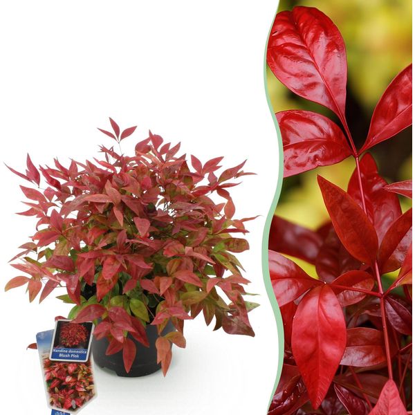 Bambù Sacro Nandina Blush Pink – 17 Cm Di Altezza, Circa 40 Cm – Sempreverde E Con Foglie Che Cambiano Colore – Foglie Rosa Scuro Per Aiuole, Balconi E Terrazze – Arbusto Ornamentale Decorativo Di Facile Manutenzione-image