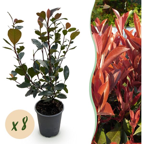 Fotinia Photinia Little Red Robin – 8 Piante Per 1 Metro Lineare Di Siepe – Arbusto Sempreverde – 9 Cm – Altezza 30–35 Cm – Germogli Rossi Primaverili E Fogliame Lucido Per Giardino E Terrazza-image