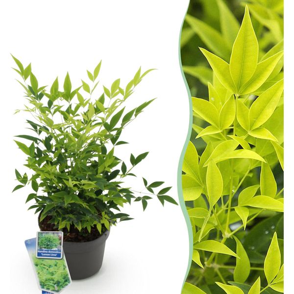 Bambù Sacro Nandina Lemon & Lime – Altezza 17 Cm, Larghezza Circa 45 Cm – Sempreverde E Dai Colori Intensi – Fogliame Giallo-Verde – Arbusto Ornamentale Decorativo Di Facile Manutenzione-image