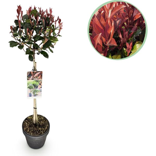 Fotinia Photinia Fraseri Little Red Robin – 19 Cm Di Altezza, Circa 90 Cm – Sempreverde E Resistente Al Freddo – Fogliame Verde-Rosso – Arbusto Ornamentale-image