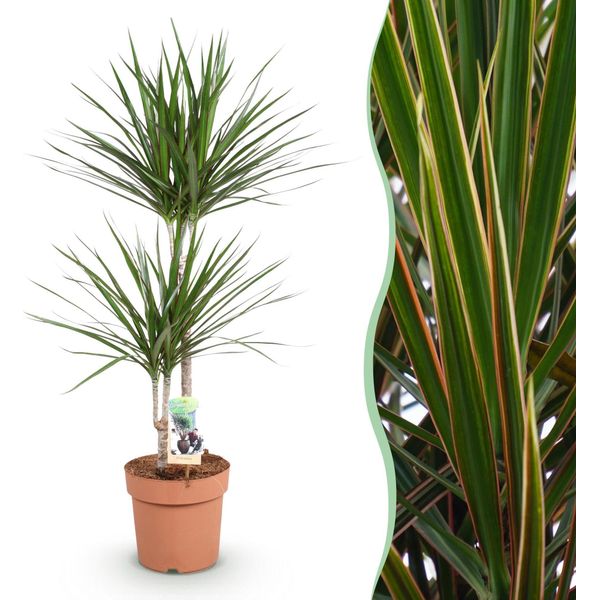 Dracaena Marginata – Albero Del Drago – 21 Cm – Altezza 90–100 Cm – Pianta Da Appartamento Verde-Rossa Di Facile Manutenzione Per Ambienti Abitativi Moderni E Uffici-image