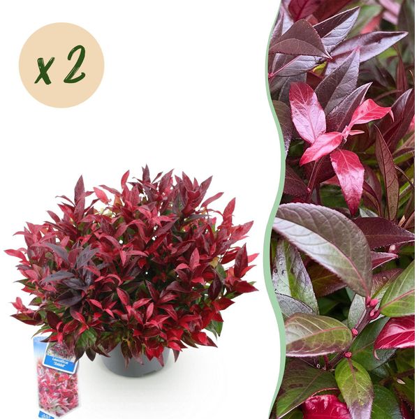 Leucothoe Zeblid – 2 Piante Alte 17 Cm, Larghe Circa 45 Cm – Sempreverde E Dai Colori Intensi – Fogliame Rosso – Arbusto Ornamentale Decorativo Di Facile Manutenzione-image