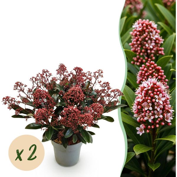 Skimmia Japonica Rubella – 2 Piante Alte 15 Cm, Larghe Circa 30 Cm – Fioritura Rossa – 15+ Fiori – Resistente Al Freddo E Sempreverde – Ideale Per Aiuole, Balconi E Terrazze-image