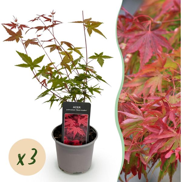 Acer Palmatum Beni-Maiko – 3 Piante – 12 Cm – Altezza Circa 35 Cm – Acero Giapponese Con Foglie Rosso Vivo E Colorazione Autunnale Arancione – Facile Da Curare-image